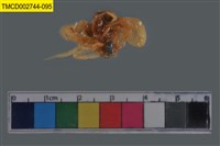 藏品(短指和尚蟹)的圖片